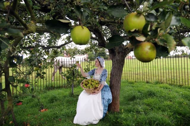 Freya Mawhinney in 18th Century costume, by the Ribston Pippin Apple tree. Picture by Simon Hulme