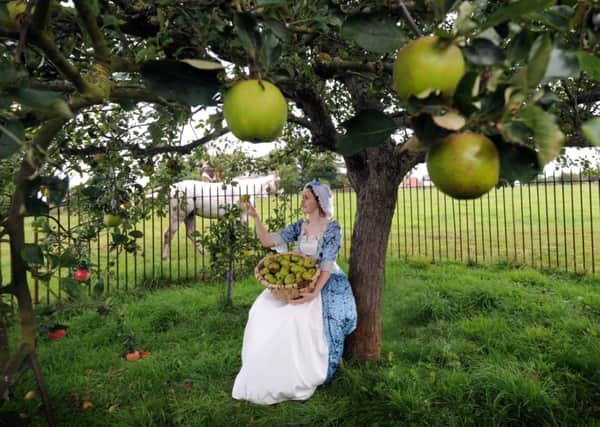 Freya Mawhinney in 18th Century costume by the Ribston Pippin apple tree at Ribston Hall near Knaresborough.
