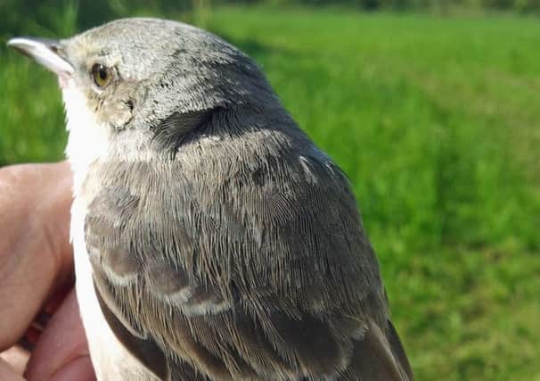 A barred warbler was found in a mist net in the Lower Derwent Valley.  Pic: Natural England.