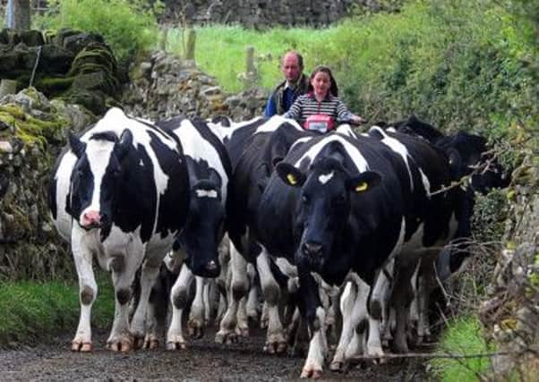 John Hird and daughter Anna with his dairy herd.