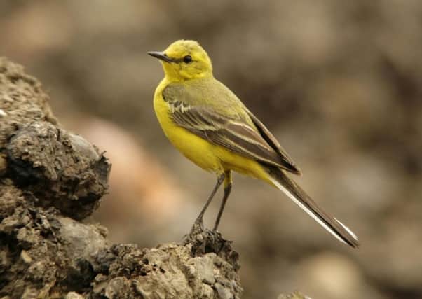 A yellow wagtail.