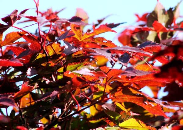 Seeing red: Acers are among the plants that will bring dramatic colour to the autumn garden.