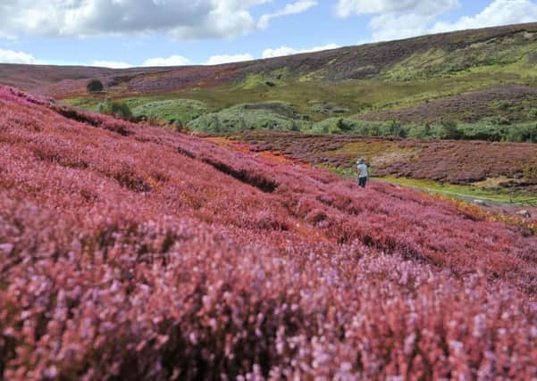 Moorland heather on the Yorkshire Dales shows its autumn colours it changes to pink on the hilltops above Reeth.