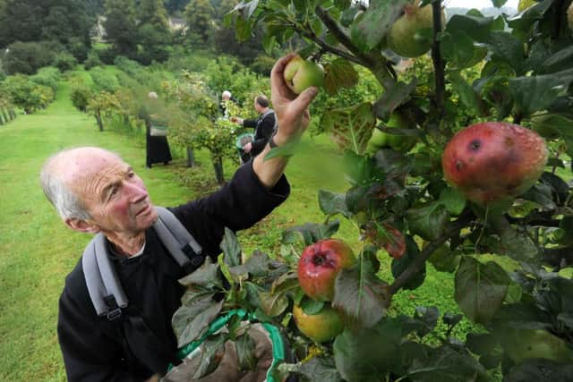Father Henry harvests apples in the orchard at Ampleforth. Picture by Bruce Rollinson