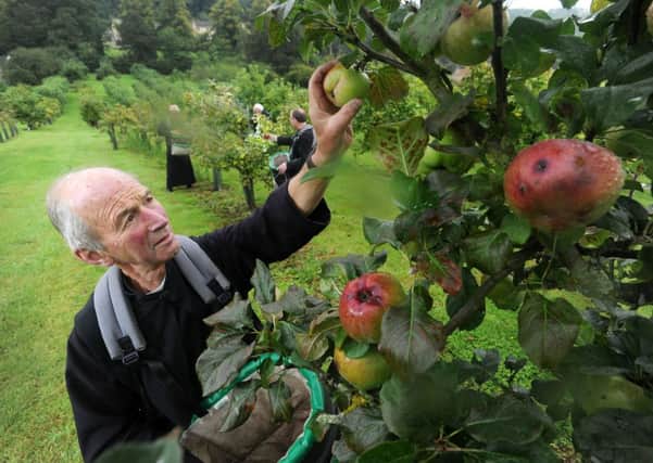 Father Henry harvests apples in the orchard at Ampleforth. Picture by Bruce Rollinson