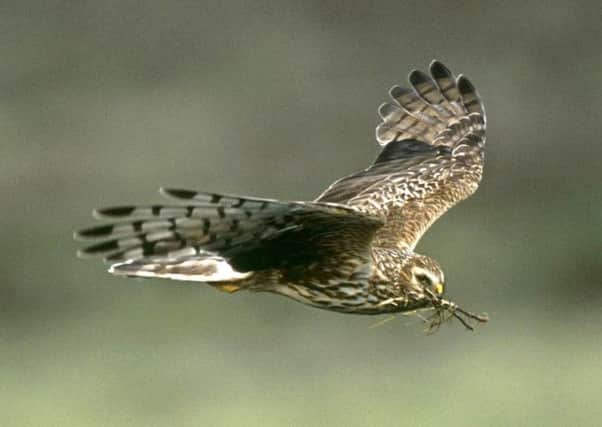 The hen harrier was once widespread across the UK but became extinct in mainland Britain in around 1900.  Pic: RSPB Images/PA Wire