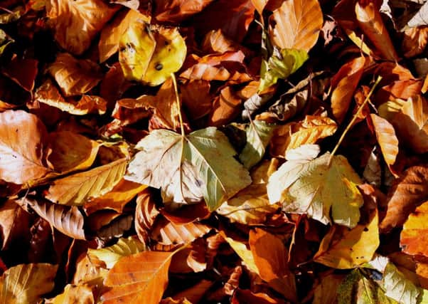 Falling leaves can be a nightmare for gardeners as autumn kicks in, so make sure you clear them as often as possible.