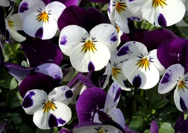 Winter pansy flowers