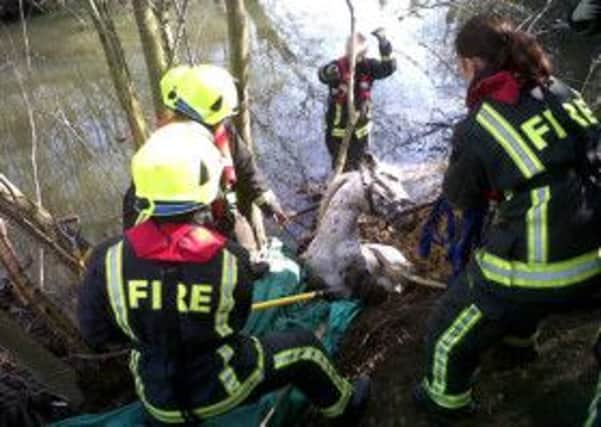 South Yorkshire Fire and Rescue Service made more than 200 animal rescues in the last three years, including this horse in Barnsley. The horse was stuck down a steep river bank close to Smithies Lane, Smithies, in March