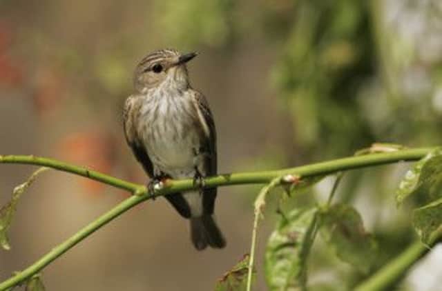A spotted flycatcher on the lookout from its perch.