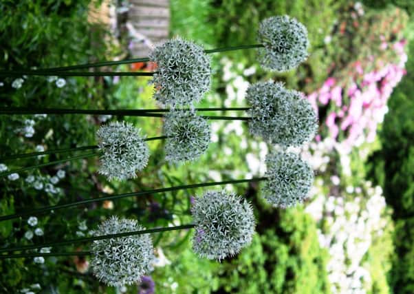Alliums are a great investment for the gardener.