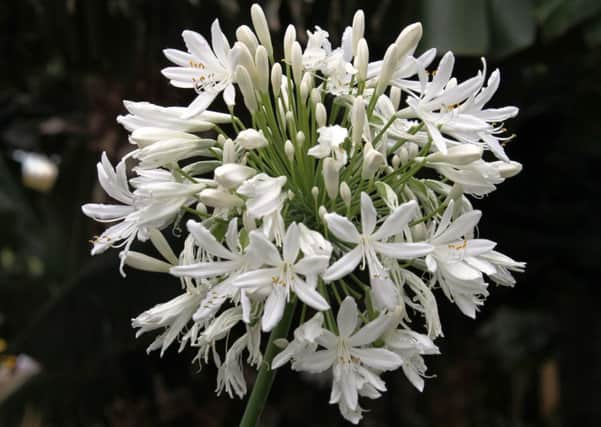 Agapanthus will benefit from a hefty mulch.