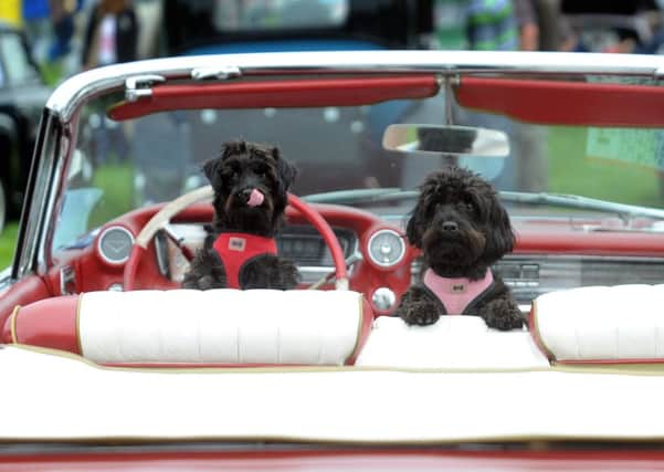 Dogs Floyd and Lulu in the 1959 Cadillac Convertable. Picture by Simon Hulme