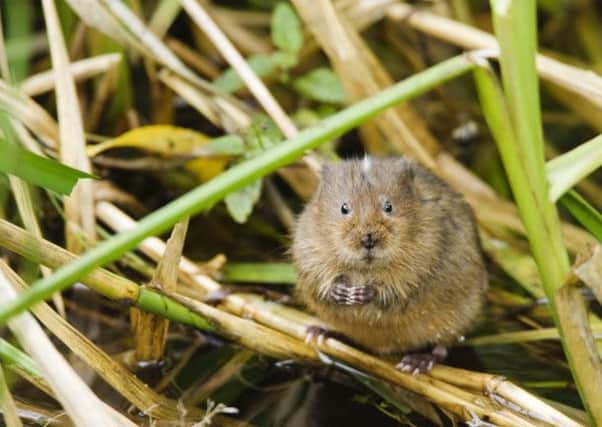The chalk streams create a unique habit for wildlife, including water voles