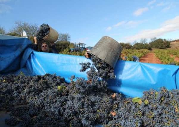 Garnacha  being harvested in Spain, where the grape is more appreciated