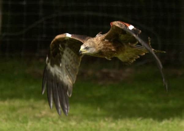 A project at Harewood Estate is credited with the revival of the red kite in Yorkshire.