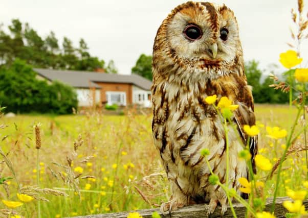 A tawny owl in the garden.