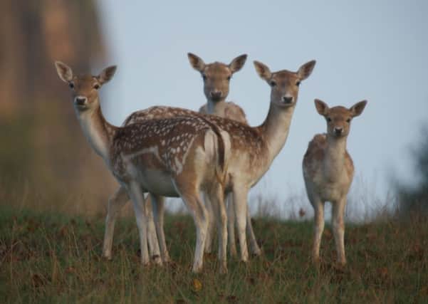 Deer seen around the gardens of Chatsworth. Pictures: Ross Parry Agency