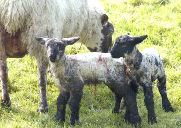 Do more to promote British lamb, the National Sheep Association urges.