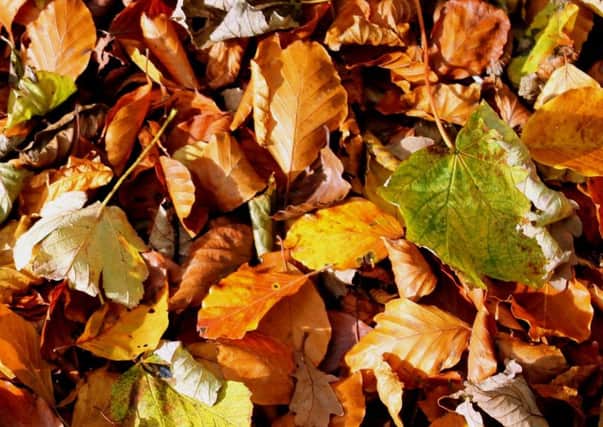 Fallen leaves can be turned into a valuable soil conditioner.