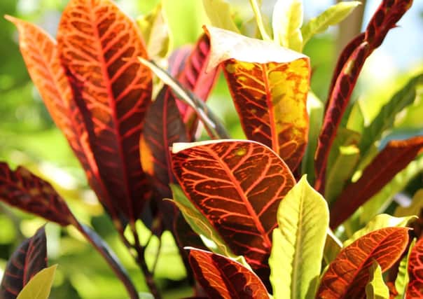 Houseplants like this croton deserve loving care and attention.