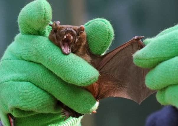 A  Pipistrelle bat has its wing checked  by Maggie Brown of the West Yorkshire Bat Group in Otley