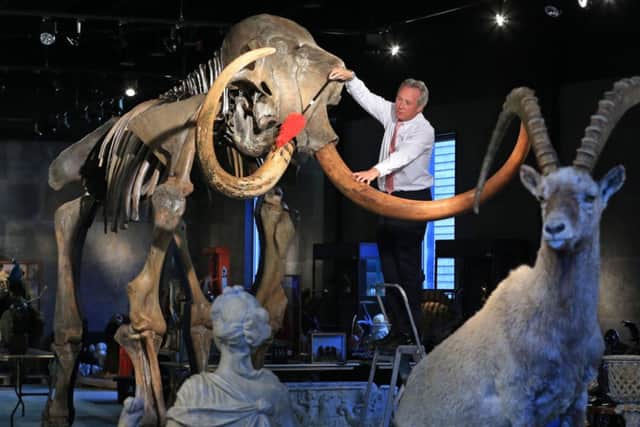 James Rylands, Auctioneer and Director of Summers Place Auctions in West Sussex, prepares the skeleton of an Ice Age Woolly Mammoth