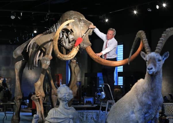 James Rylands, Auctioneer and Director of Summers Place Auctions in West Sussex, prepares the skeleton of an Ice Age Woolly Mammoth