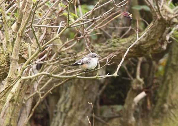 A masked shrike has visited Yorkshire for the first time and it is only the third sighting in Britain.  Pic: Mike Robinson.