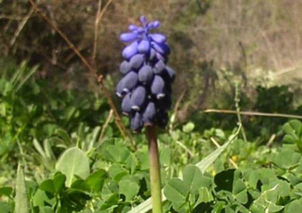 Grape hyacinths will provide weeks, even months, of colour.