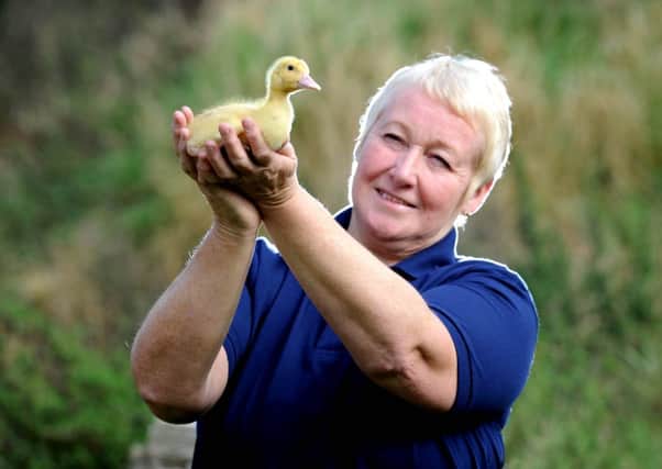Ruth Mathison with an Aylesbury Cross duck.