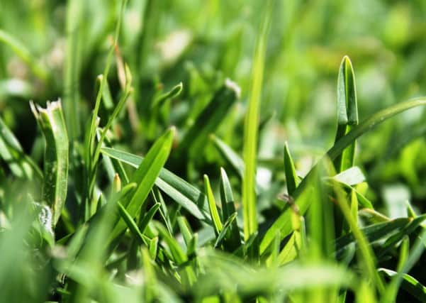 The right grass seed will produce a great looking lawn.