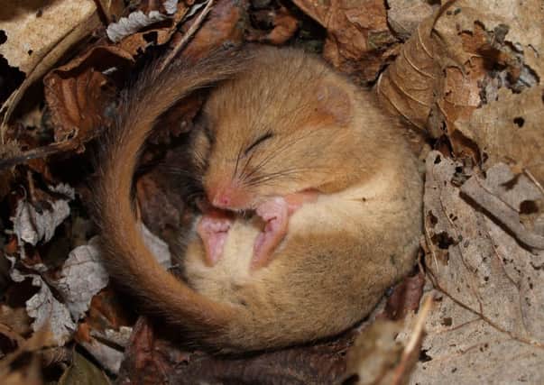 A dormouse, as efforts are being made to restore habitat for the creatures