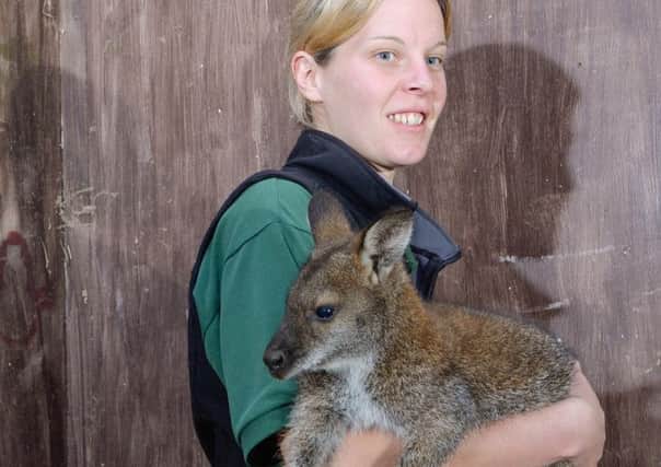 Wesley the wallaby is being cared for at Askham Bryan College, near York, by Nicky Broadhead, animal unit manager