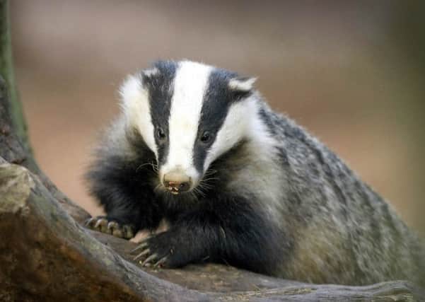 The British Veterinary Association backs badger culls if they are effective and humane.  Pic: Whitfield Benson.