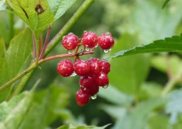 Guelder rose, one of the many names of Viburnum opulus. Picture: Terry Jolly