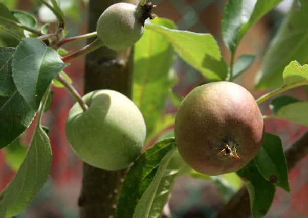 Experts are keen to dispel the myth that apple trees are difficult to grow