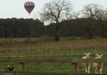 Picture shows the balloon hovering near Low Moor Farm in North Yorkshire. The image was used by mathematics doctor Chris Fewster to calculate the distance and heighte that the balloon was flying.  See copy RPYPIG : A pig farming firm that sued a hot air balloon company claiming one of their flights caused a fatal stampede among their animals used a maths whizz to win a #40,000 payout.  Farmers Ian Mosey (Livestock) said a hot air balloon had scared their pigs into a stampede - resulting in three sows suffering heart attacks and a boar dying from his injuries the next day.  But the compensation was only secured with the help of a university maths professor who used trigonometry methods to prove their case.  The balloon, from Wiltshire-based company Go Ballooning, was flying over Low Moor Farm in North Yorkshire in April 2012 when it descended so low and fired its burners that the animals stampeded in fright.

rossparry.co.uk / Steven Schofield