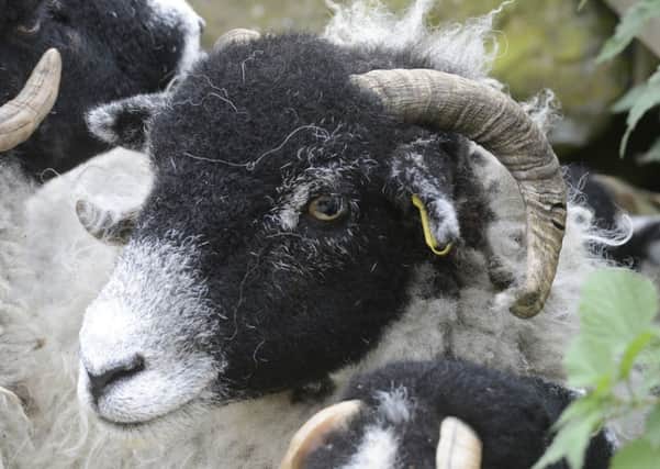 Scrapie is a brain disease affecting sheep.