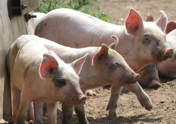 Trotters Farm pig gv. Pic  142843a Richard Ponter