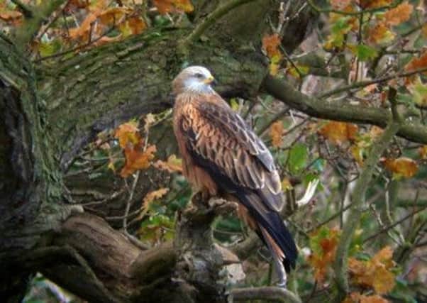 Sue Woodcock felt privileged to have a close encounter with red kites.