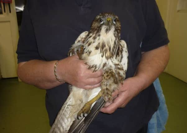A buzzard was left with horrific injuries after being caught in an illegal trap.