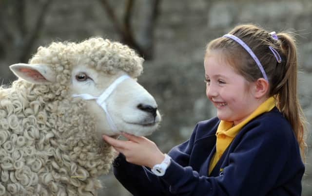 Grace Daly, 6, with Ivy, a three year old Devon and Cornwall Longwool. Picture by Gerard Binks