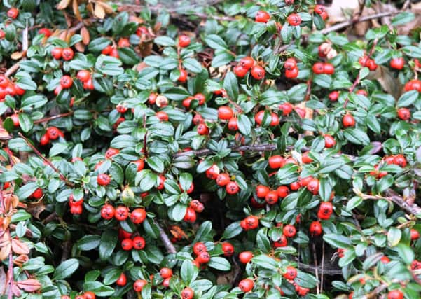 Cotoneaster is the gentler sister of Pyracantha, whose fierce thorns make an intruder-proof hedge.