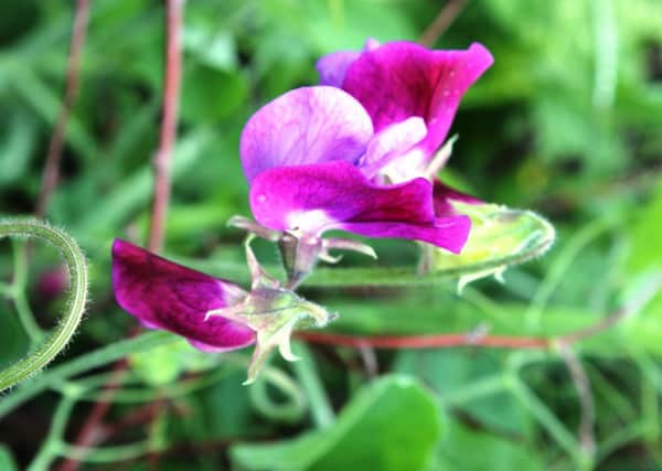 IN THE PINK: Sweet peas like a combination of a sunny spot and soil stuffed with nutrients.