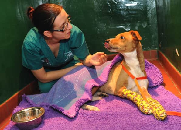 The injured dog with veterinary Nurse Sarah Derbyshire
