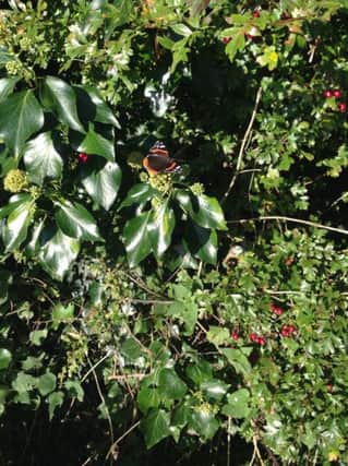 A  Red Admiral was seen soaking up the sun on a country walk.