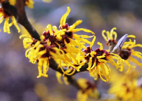 Chinese witch hazel, which has scented, spider-like yellow blooms