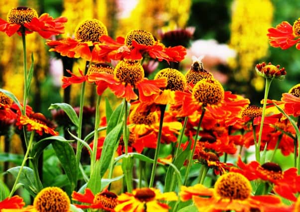 Divide and conquer: Preparations now will reward you with sights such as these helenium.