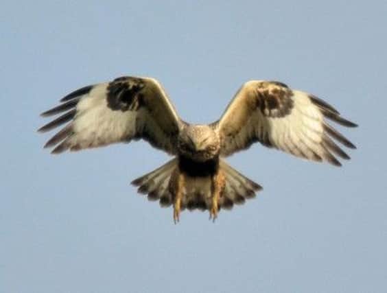 Rough-legged buzzards have been arriving in Yorkshire.  Pic: Phil Jones